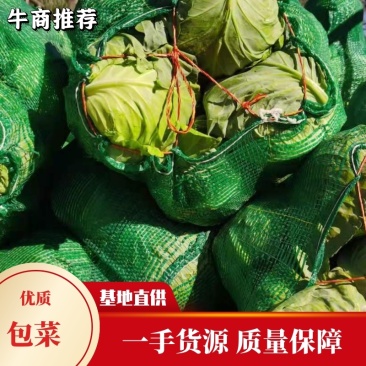 精品包菜产地直供现货供应平均四到五斤欢迎咨询选购