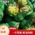 精品包菜产地直供现货供应平均四到五斤欢迎咨询选购