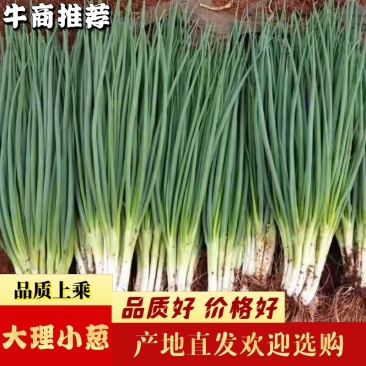 大理精品小葱(铁杆葱），价廉物优欢迎选购可视频看货