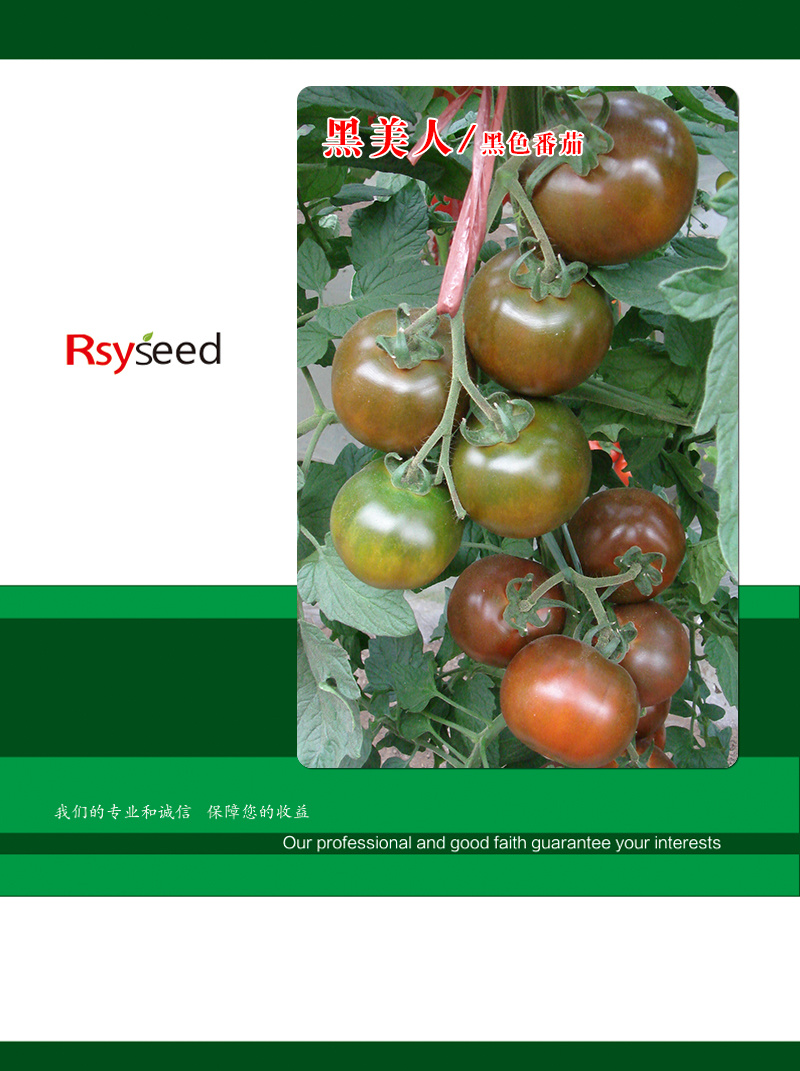 【精品】黑番茄种子黑美人紫黑色黄色大番茄边贸出口精品