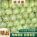 【优质绿甘蓝】甘蓝大量上市个头匀称色泽鲜绿质优价廉