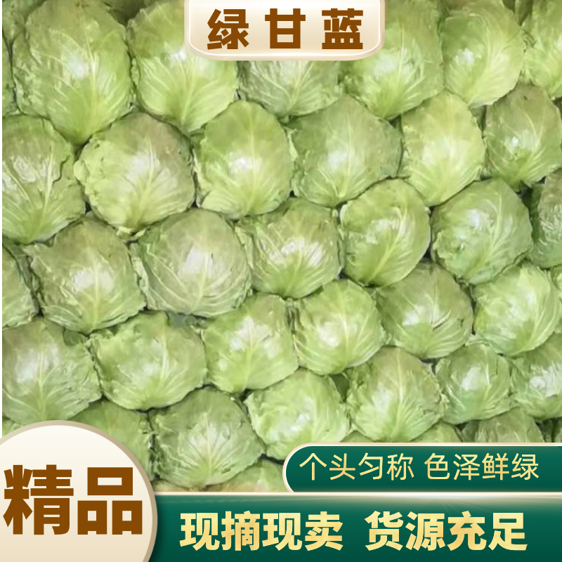 【优质绿甘蓝】甘蓝大量上市个头匀称色泽鲜绿质优价廉