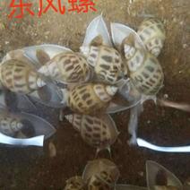 东风螺-深海海螺海虾批发尽在海南锦福益海实业有限公司