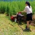 手扶式园林打草机小型甩刀式柴油除草机农用自走果园碎草机