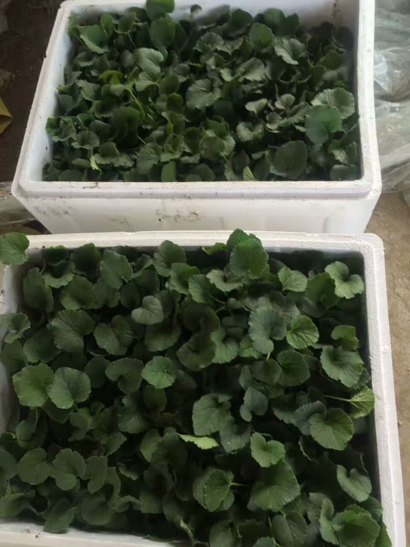 西州蜜瓜苗网纹瓜苗哈蜜瓜苗甜度高抗病性好耐运输