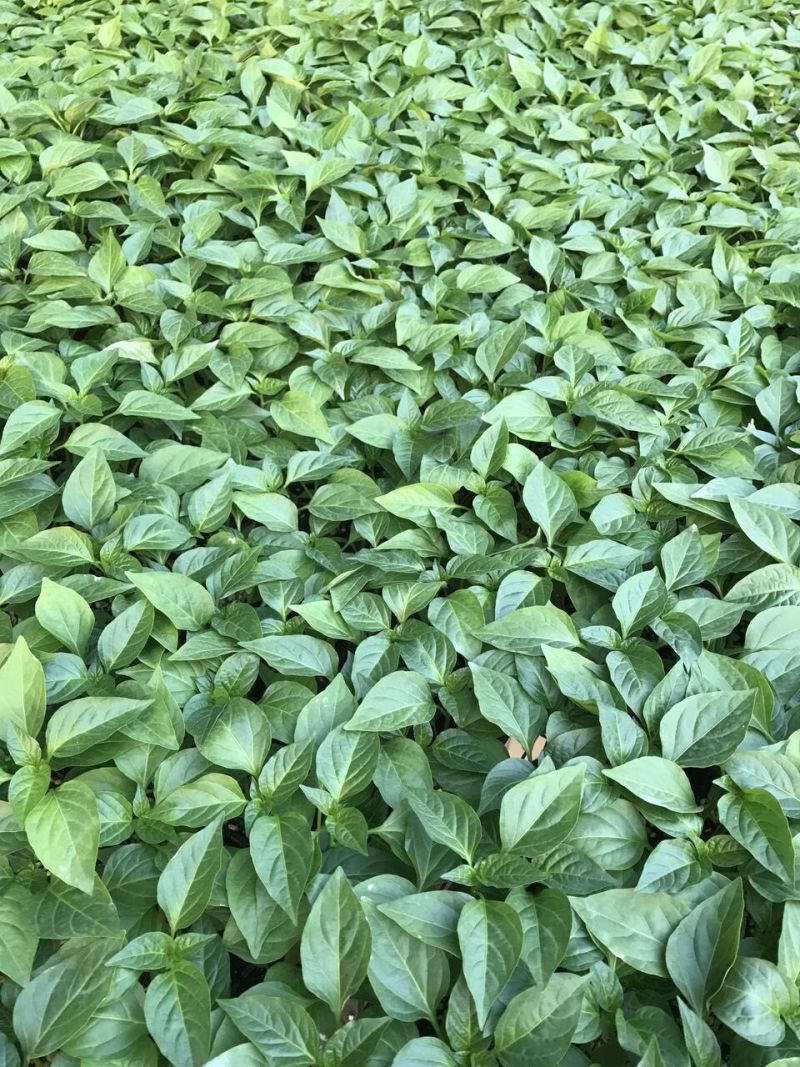 甜椒苗圆椒苗菜椒苗五彩椒苗抗病性好高产