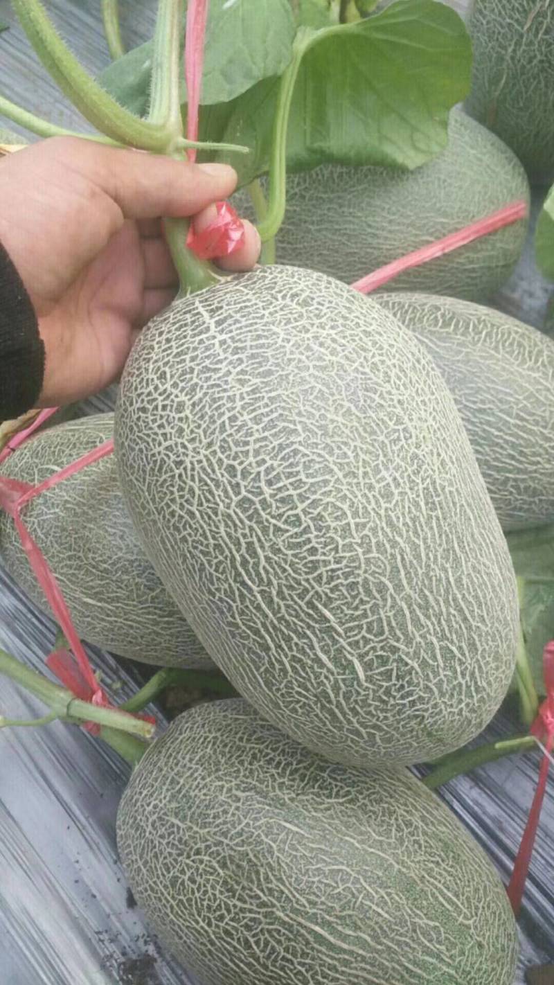 西州蜜25哈密瓜甜瓜苗网纹黄瓤甜瓜苗高甜瓜苗寿光直发