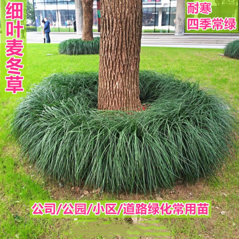 【推荐】细叶麦冬苗，绿化草坪美化城市基地直发欢迎合作