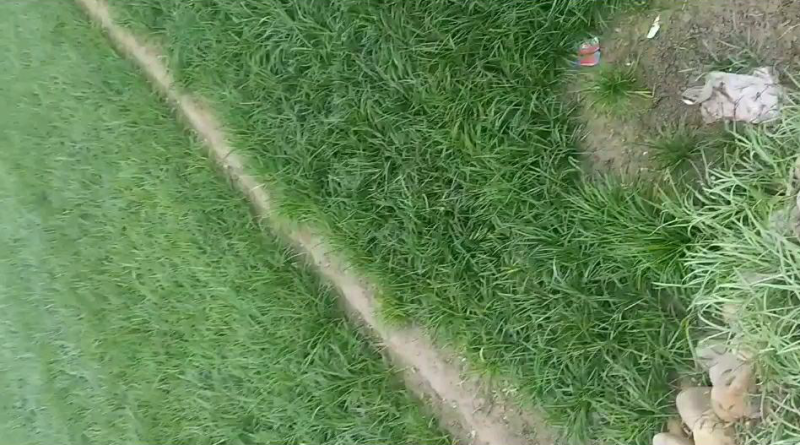 【推荐】细叶麦冬苗，绿化草坪美化城市基地直发欢迎合作