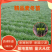 【推荐】细叶麦冬苗，绿化草坪美化城市基地直发欢迎合作