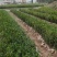 【荐】油茶苗高产油茶苗软枝岑软2号嫁接苗大型苗木基地直发