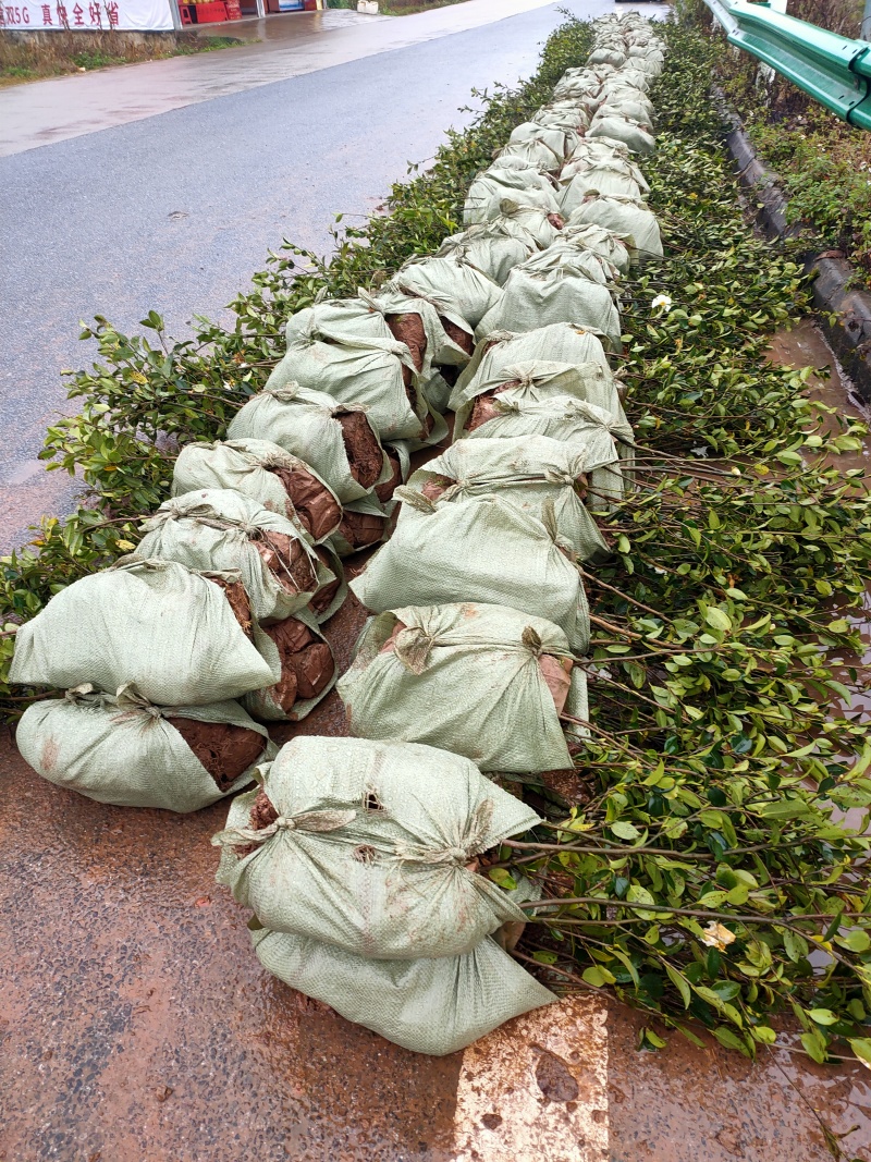 【荐】油茶苗高产油茶苗软枝岑软2号嫁接苗大型苗木基地直发