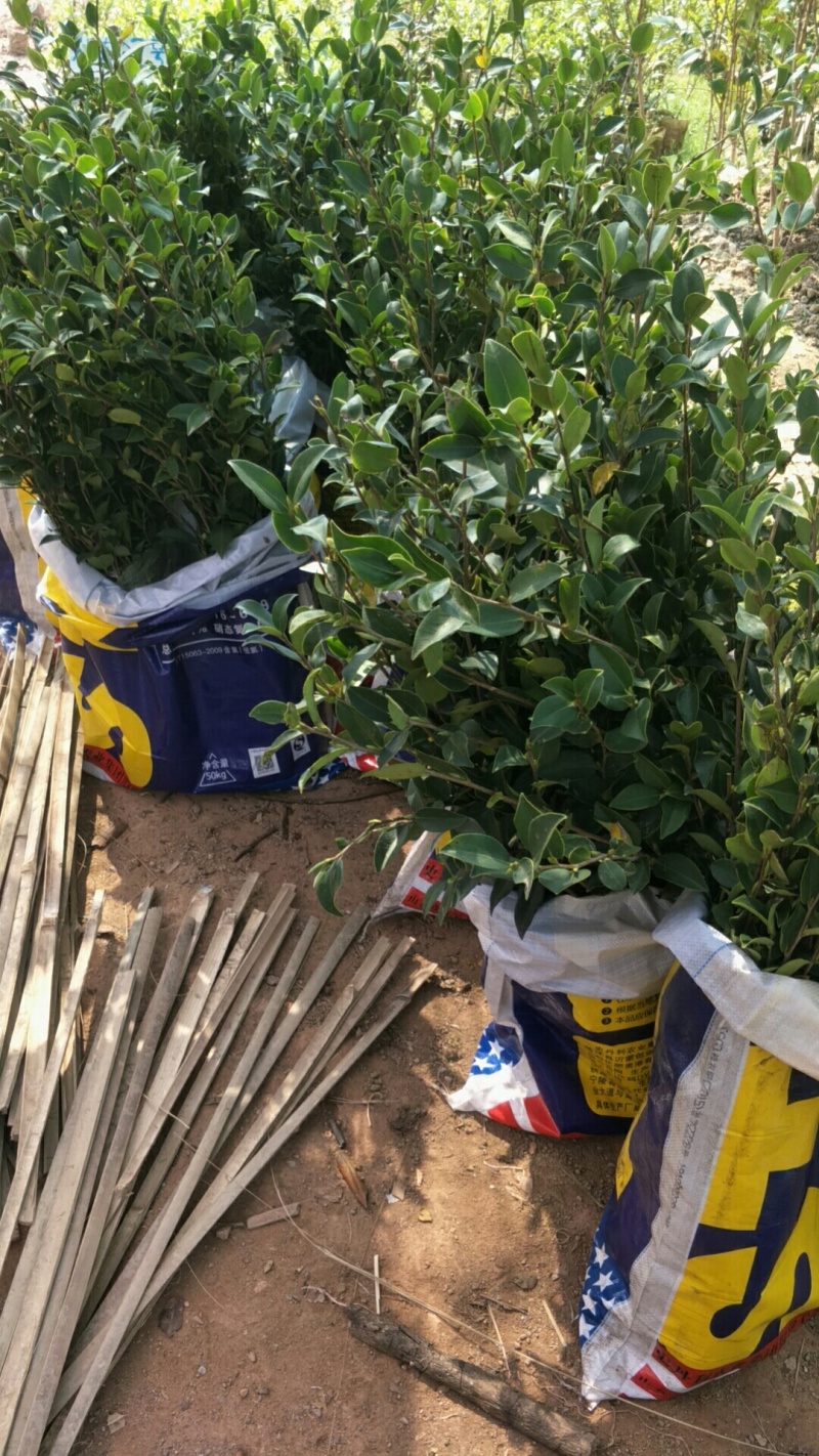 【荐】油茶苗高产油茶苗软枝岑软2号嫁接苗大型苗木基地直发