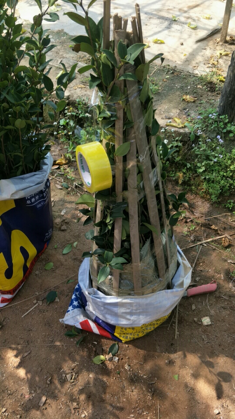 【荐】油茶苗高产油茶苗软枝岑软2号嫁接苗大型苗木基地直发