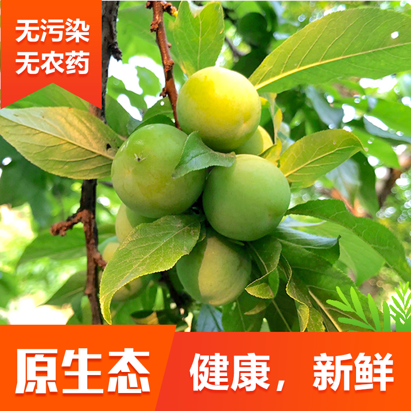 云南三月李新鲜李子脆李青李子孕妇水果一件代发包邮