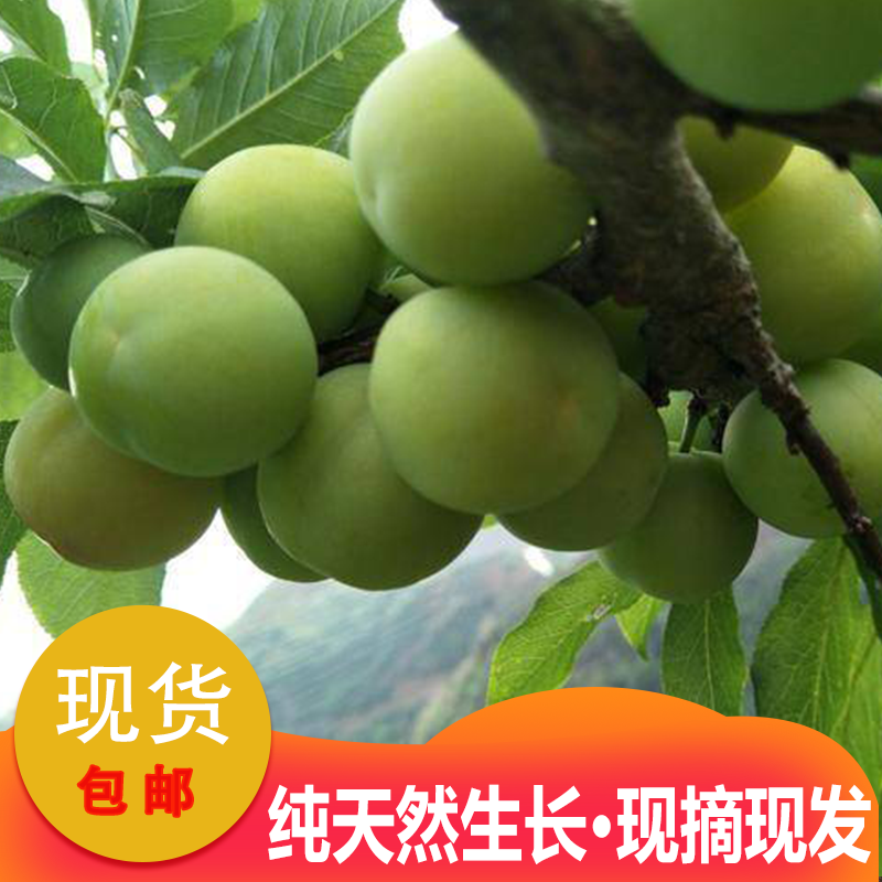 云南三月李新鲜李子脆李青李子孕妇水果一件代发包邮