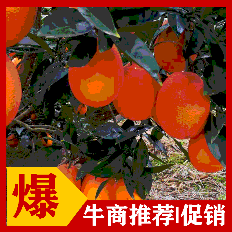 AA秭归脐橙/红橙/纽荷尔/九月红橙/长虹/伦晚橙