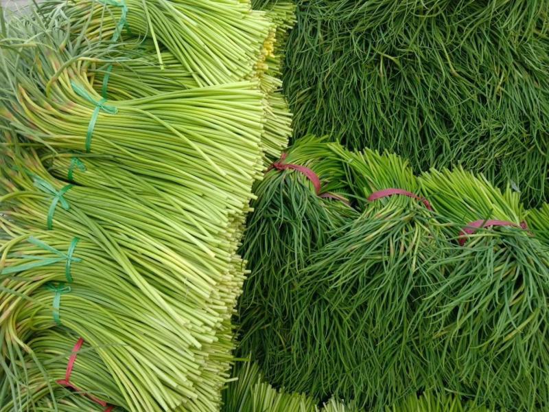 山东聊城东昌府区冷库杂交精品优质蒜苔全国发货欢迎咨询