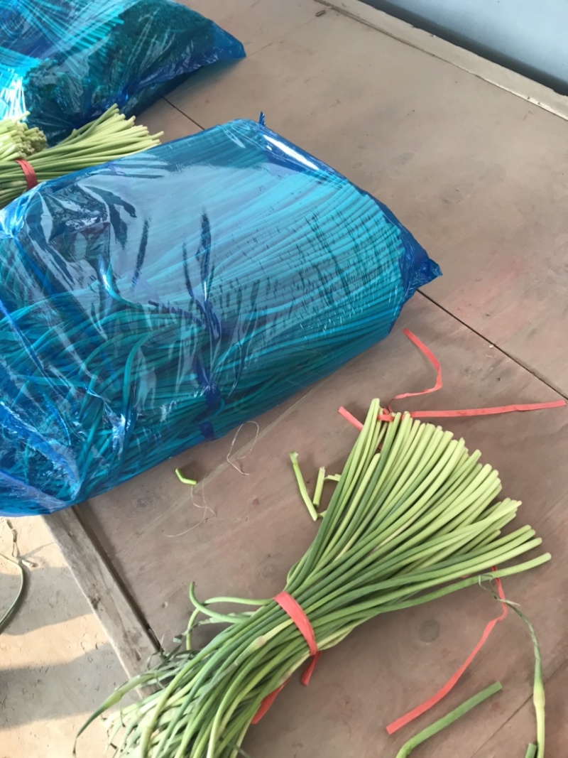 山东聊城东昌府区冷库杂交精品优质蒜苔全国发货欢迎咨询