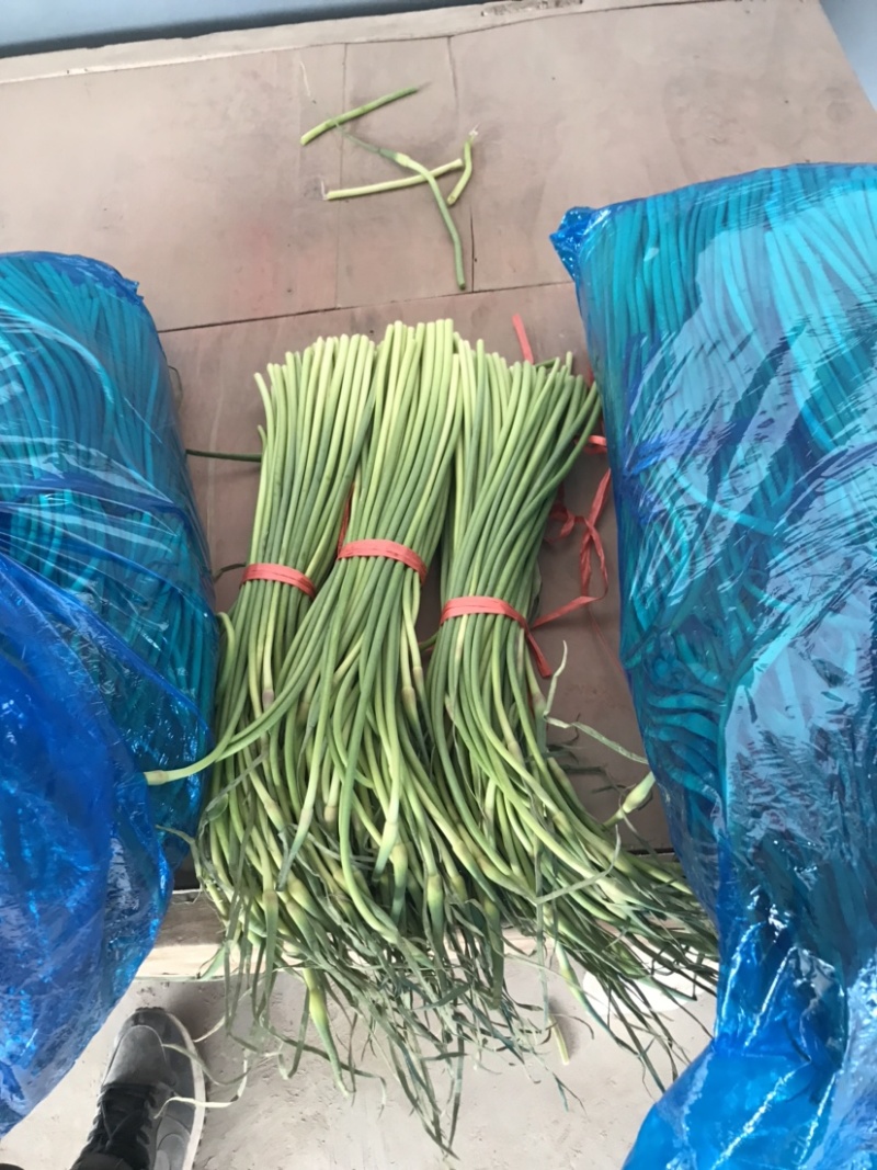 山东聊城东昌府区冷库杂交精品优质蒜苔全国发货欢迎咨询