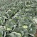 强力50扁包菜，质量好，价格合理，按需发货全国