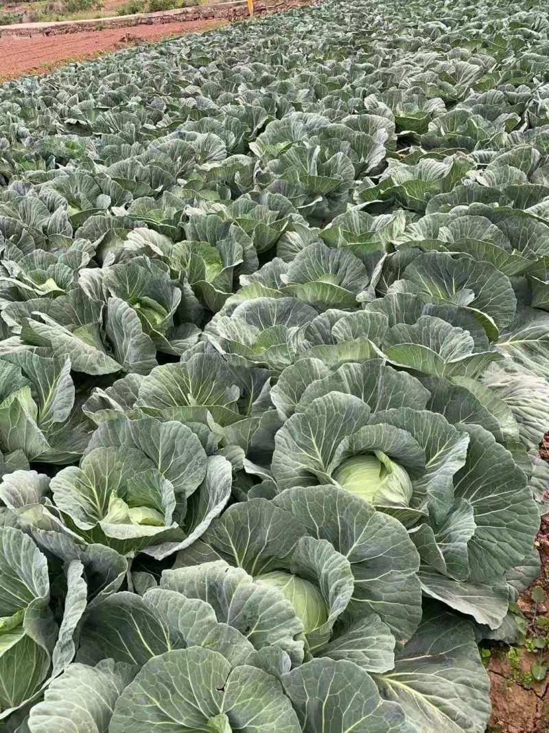 强力50扁包菜，质量好，价格合理，按需发货全国