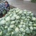 强力50扁包菜，质量好，价格合理，按需发货全国