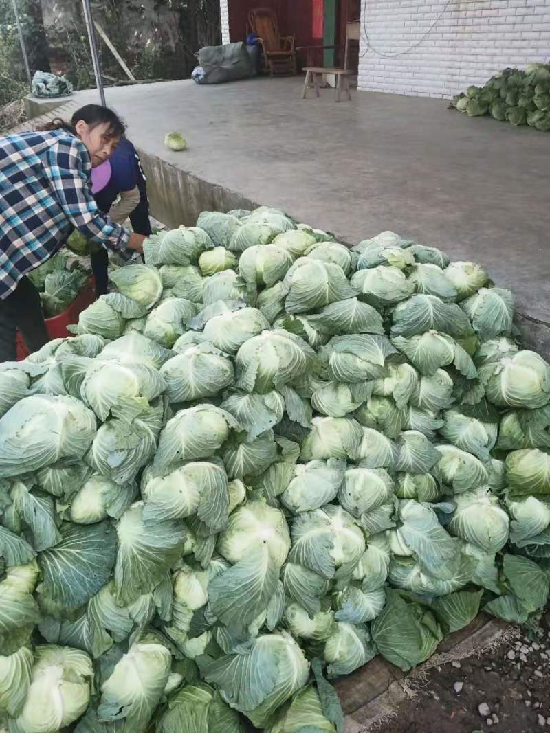 强力50扁包菜，质量好，价格合理，按需发货全国