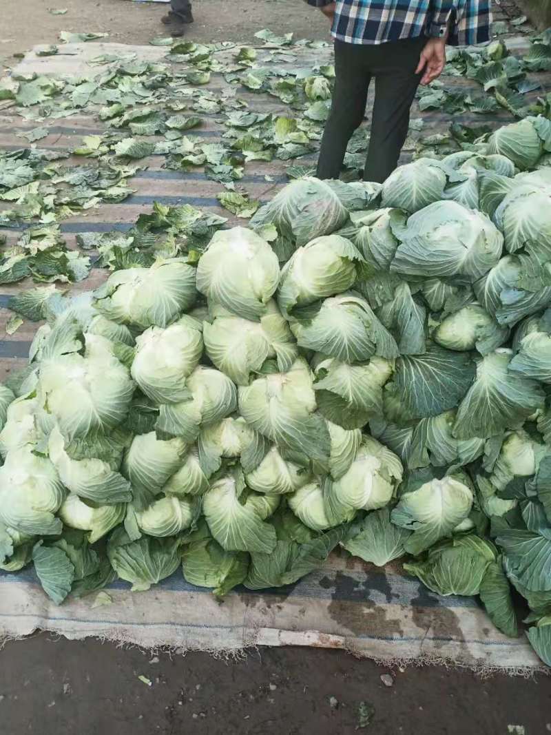强力50扁包菜，质量好，价格合理，按需发货全国