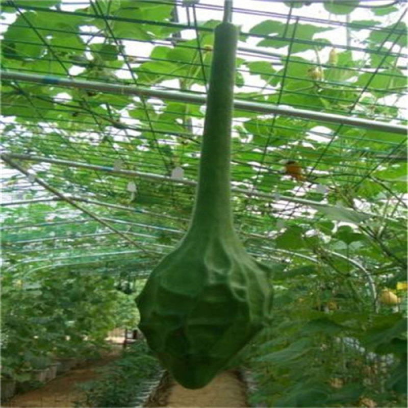 鹤首葫芦种子狼牙棒葫芦籽观赏观光园大春季盆栽爬藤植