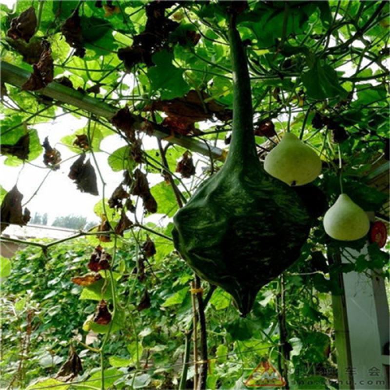 鹤首葫芦种子狼牙棒葫芦籽观赏观光园大春季盆栽爬藤植