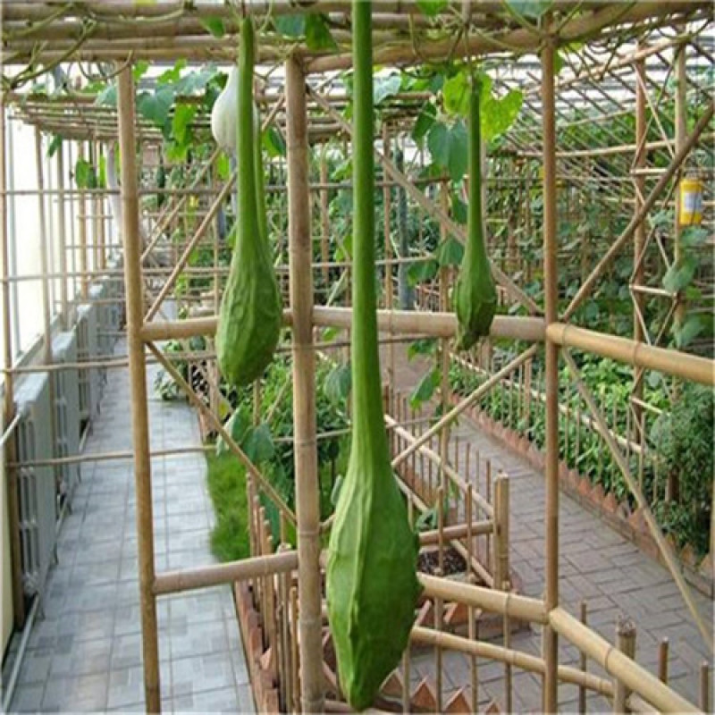 鹤首葫芦种子狼牙棒葫芦籽观赏观光园大春季盆栽爬藤植