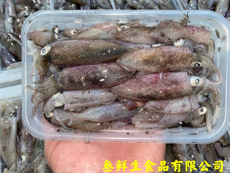 海兔子、小鱿鱼、社区团购、酒店、商超、排挡专供