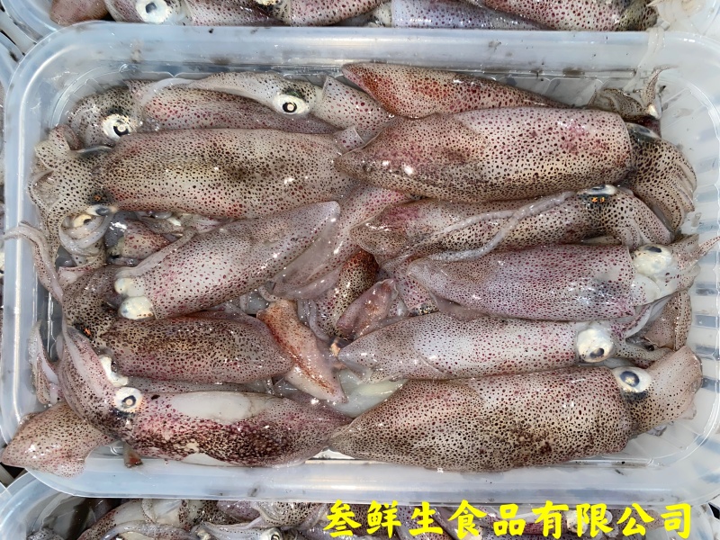 海兔子、小鱿鱼、社区团购、酒店、商超、排挡专供