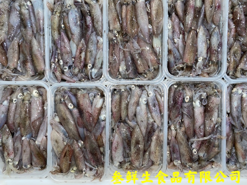 海兔子、小鱿鱼、社区团购、酒店、商超、排挡专供