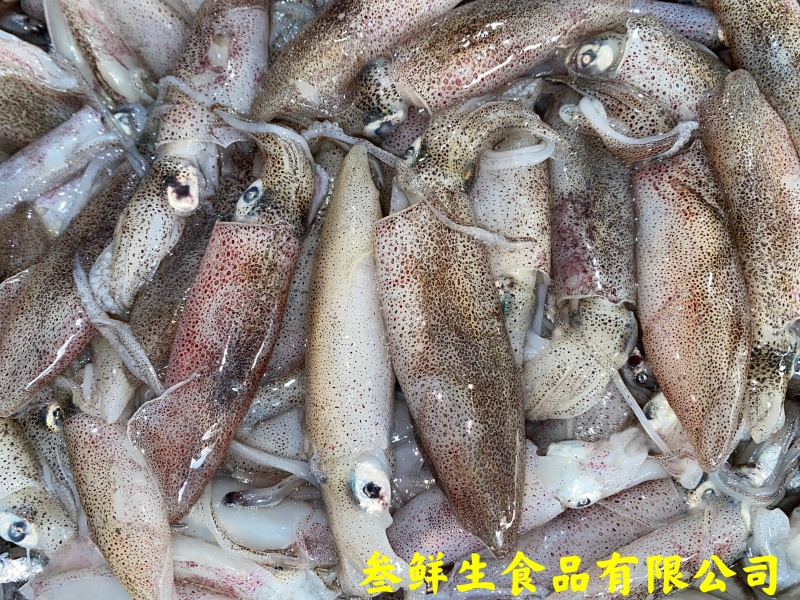海兔子、小鱿鱼、社区团购、酒店、商超、排挡专供