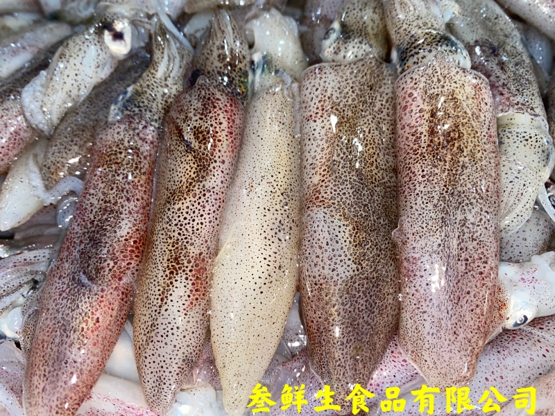 海兔子、小鱿鱼、社区团购、酒店、商超、排挡专供