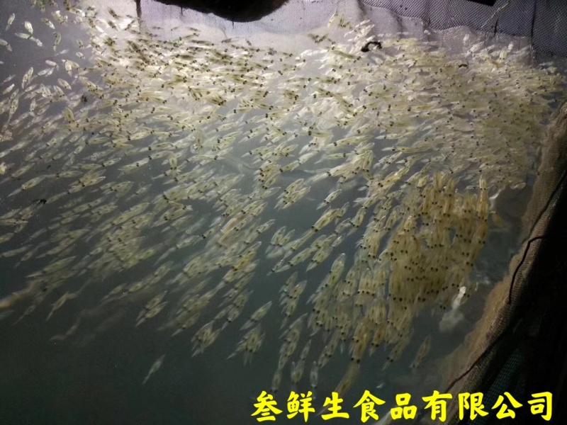 海兔子、小鱿鱼、社区团购、酒店、商超、排挡专供