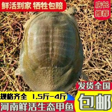 包邮出售1.5斤以上公甲鱼元鱼王八鳖直供酒店商超农庄用