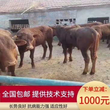 小黄牛犊，鲁西黄牛，改良黄牛全国包邮货到付款提供技术