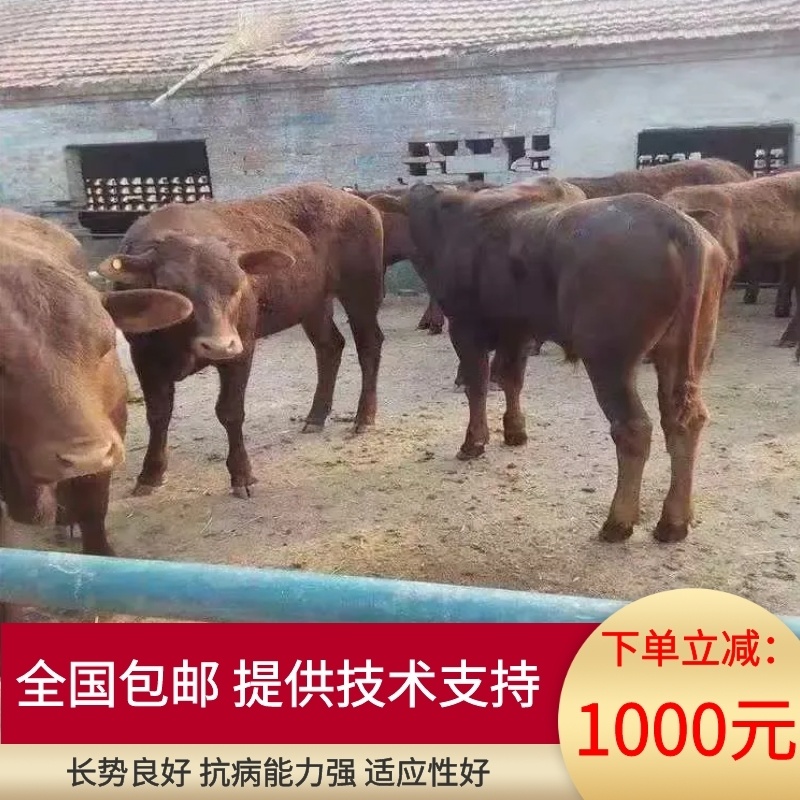 小黄牛犊，鲁西黄牛，改良黄牛全国包邮货到付款提供技术