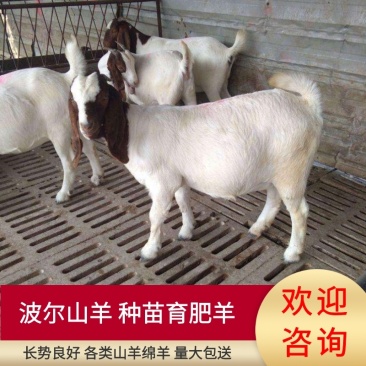 【精品】波尔山羊，种苗育肥羊，幼苗成年公母通货欢迎咨询