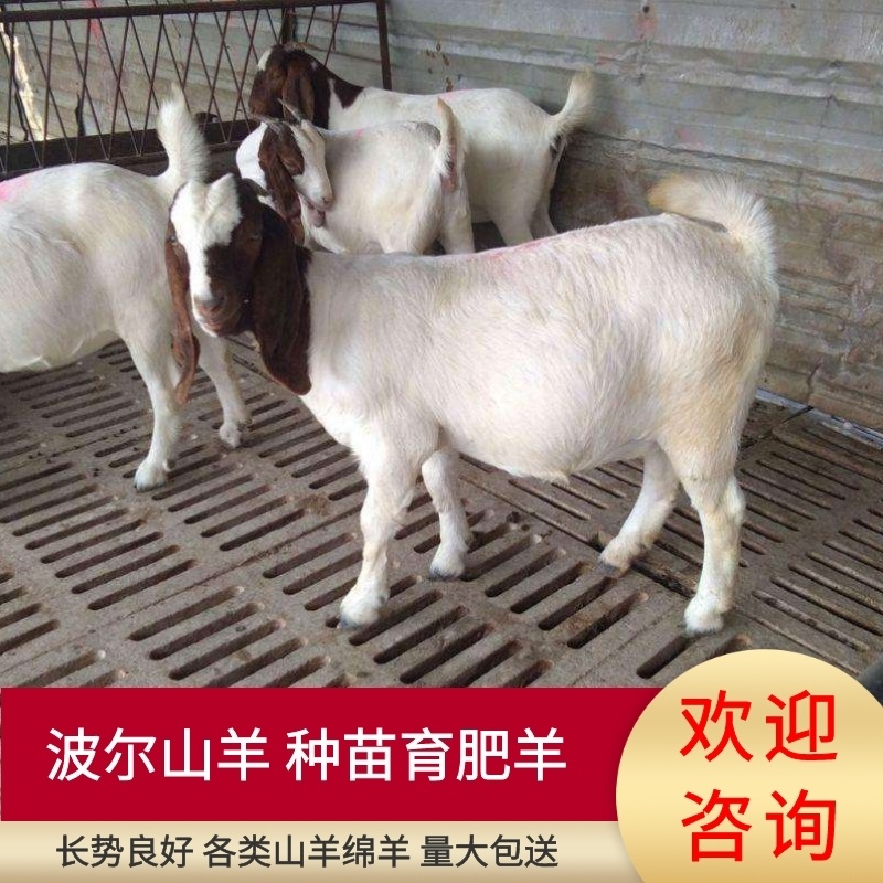 【精品】波尔山羊，种苗育肥羊，幼苗成年公母通货欢迎咨询
