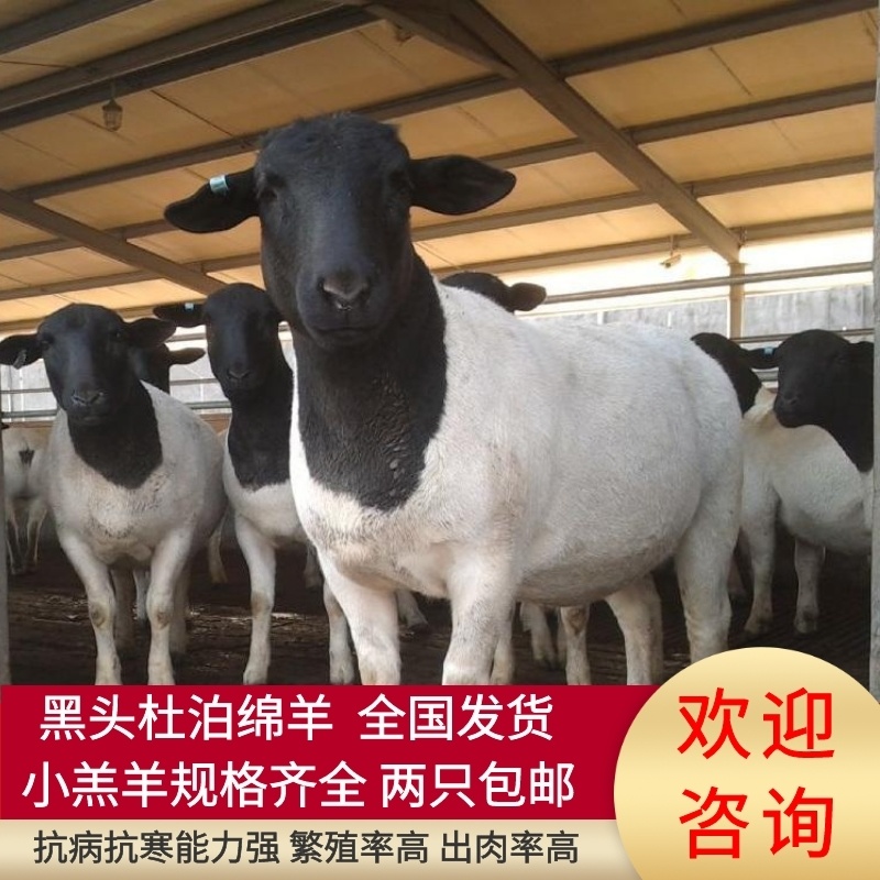 黑头杜泊绵羊，大小羔羊规格齐全，两只包邮，全国发货