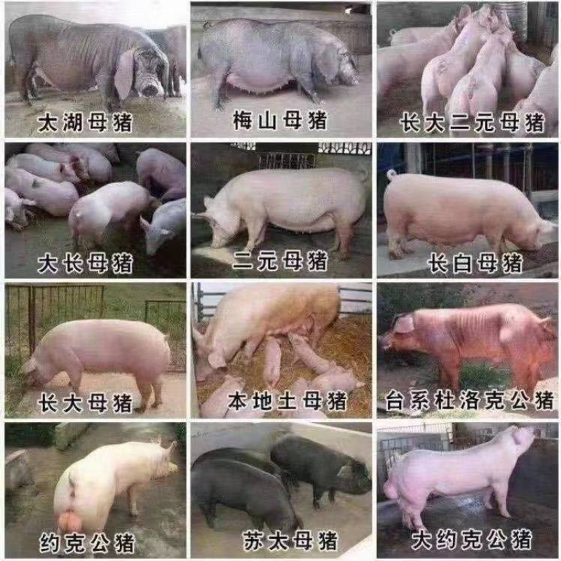 长太母猪备案车辆送猪到家包健康第一