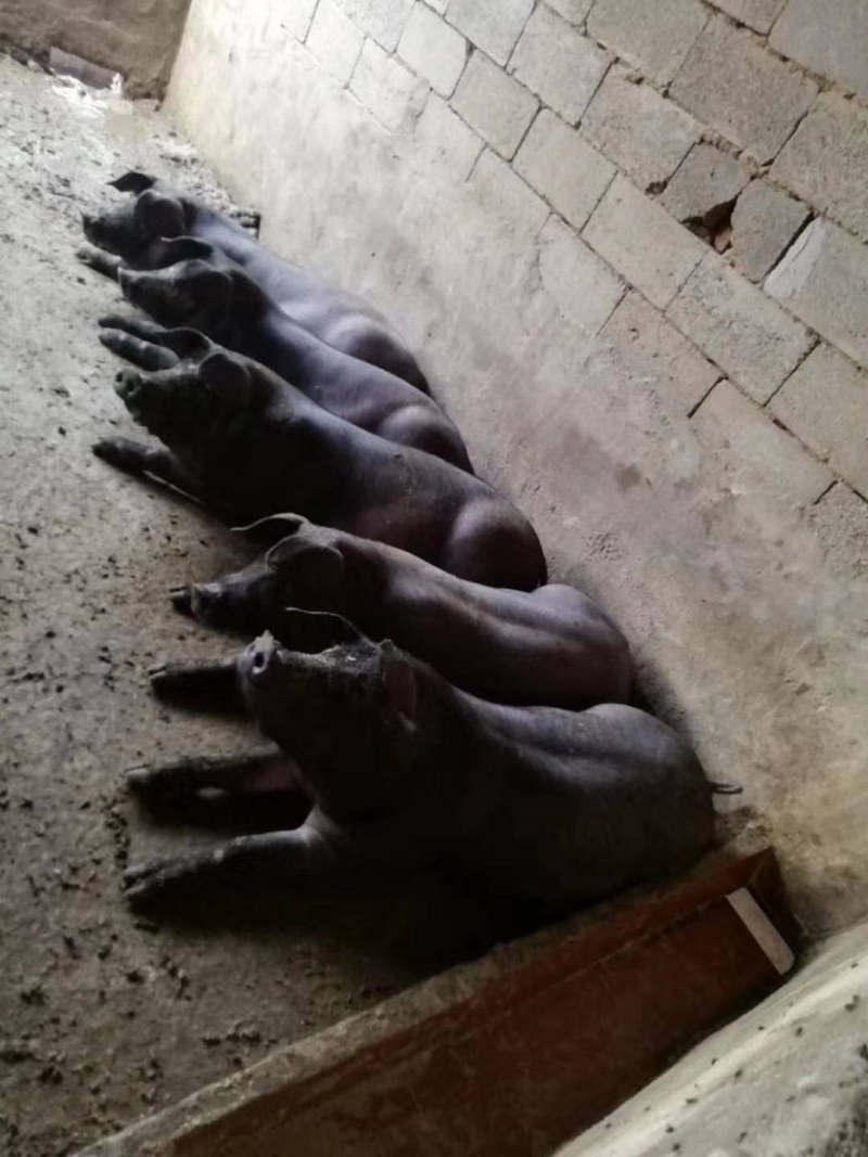 【精选】母猪纯种苏太母猪规格齐全现货出售全国发货