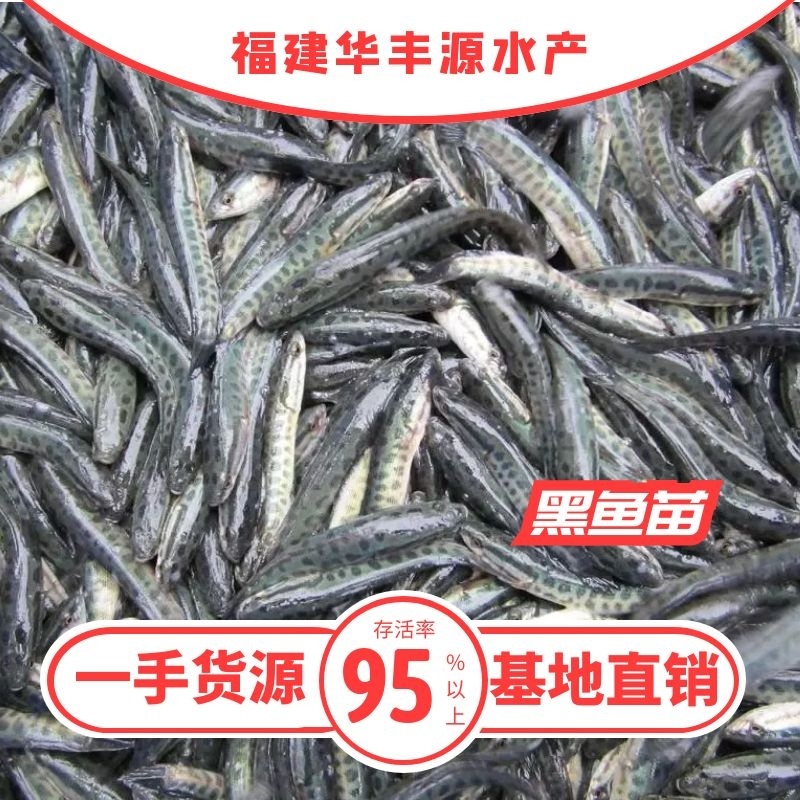 黑鱼苗批发产地直销高质量无病开口苗