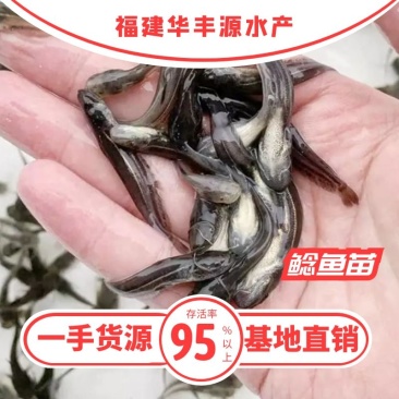 鲶鱼苗批发产地直销运输损耗包赔杂交4-7公分
