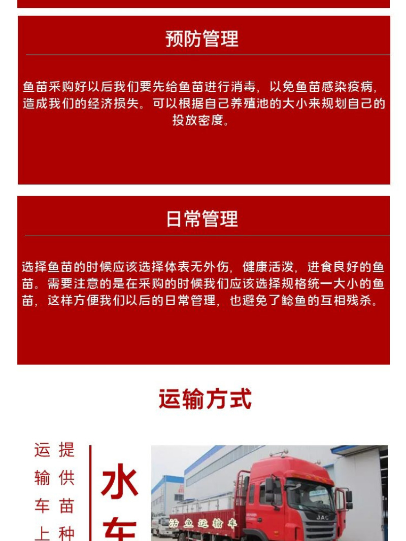 鲶鱼苗批发产地直销运输损耗包赔杂交4-7公分
