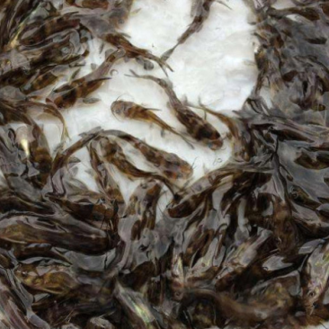 黄优一号黄桑鱼苗黄骨鱼苗厂家直供欢迎实地考察参观